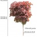 Klon pospolity 'Crimson Sentry' DUŻE SADZONKI wys. 200-250 cm, obwód pnia 10-12 cm (Acer platanoides)